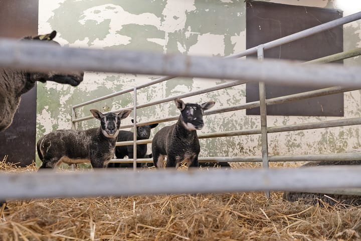 Foto 102 van Zwembadlaantje 1