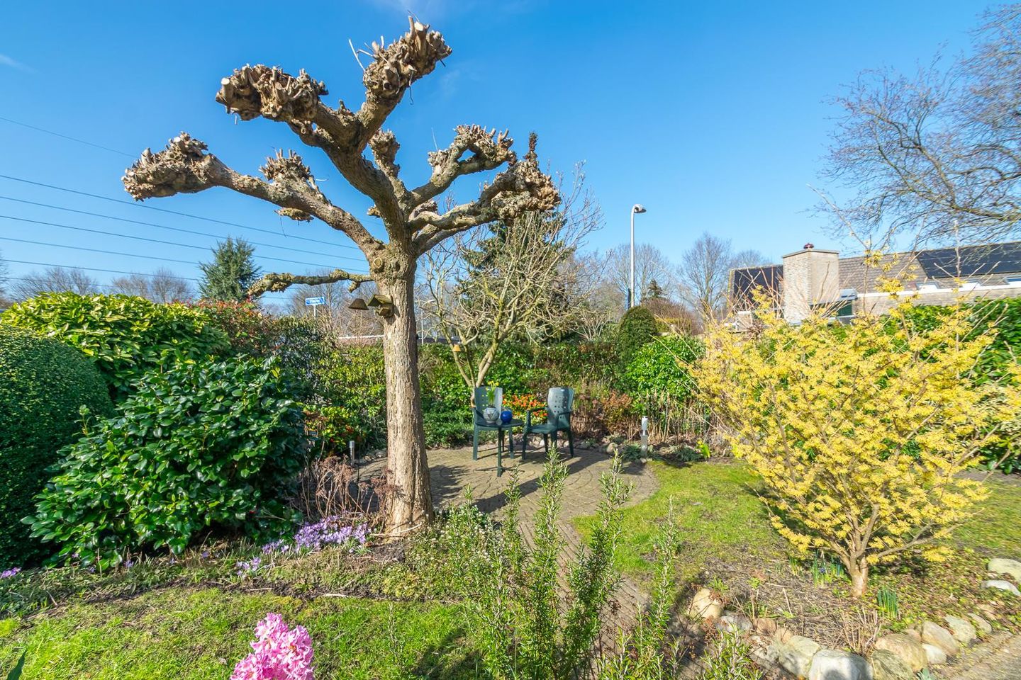 Foto 40 van Zwanebloem 9