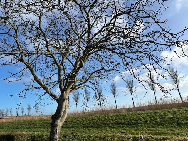 Foto 40 van Oosterweidestraat 136