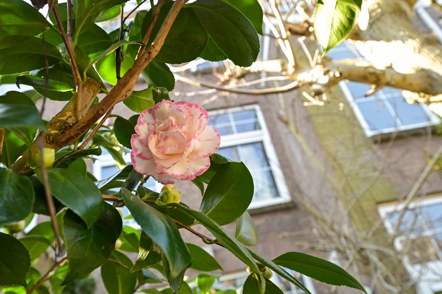 Foto 29 van Mesdagstraat 9