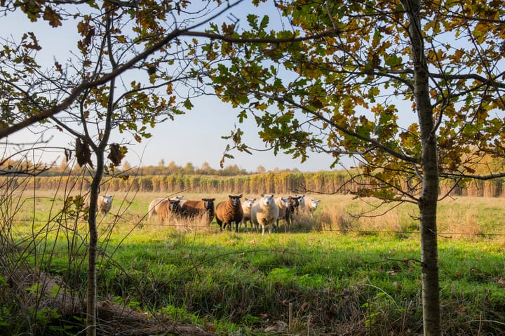 Foto 38 van de Veldakkers 9