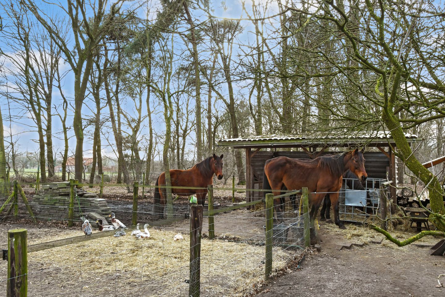 Foto 49 van Swelstraat 10