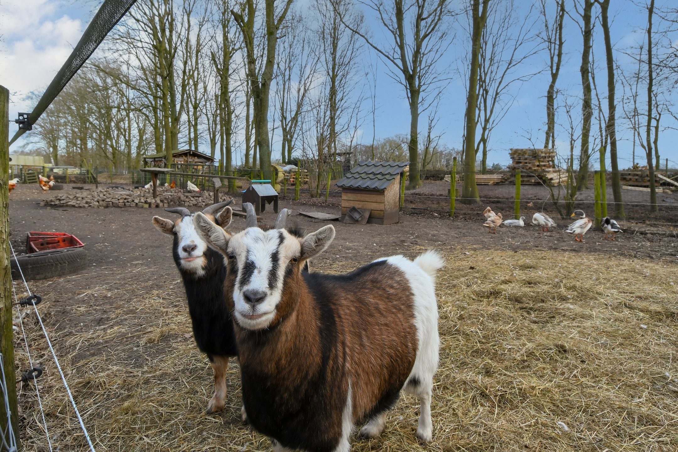 Foto 51 van Swelstraat 10