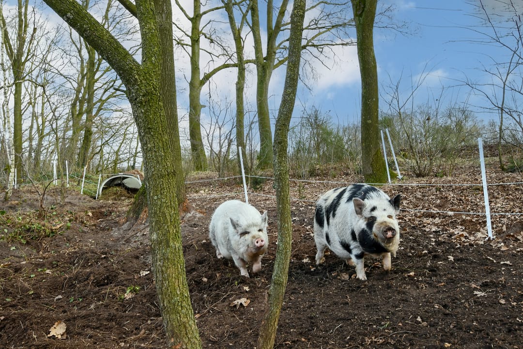 Foto 52 van Swelstraat 10