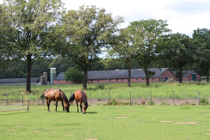 Foto 69 van Swelstraat 10