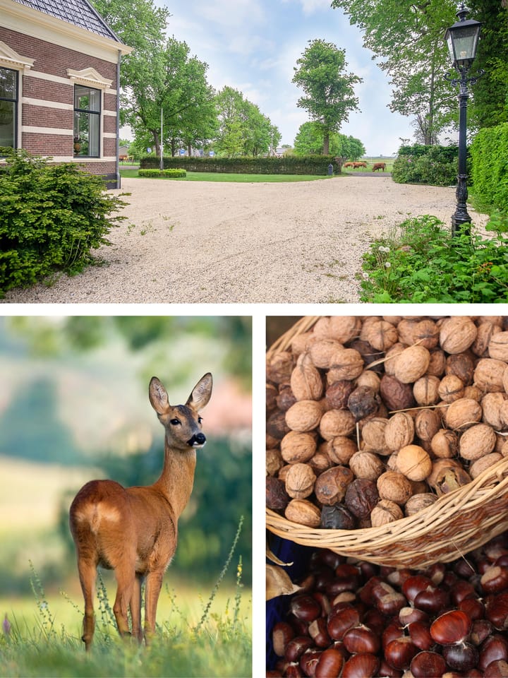 Foto 9 van Dorpsweg 55