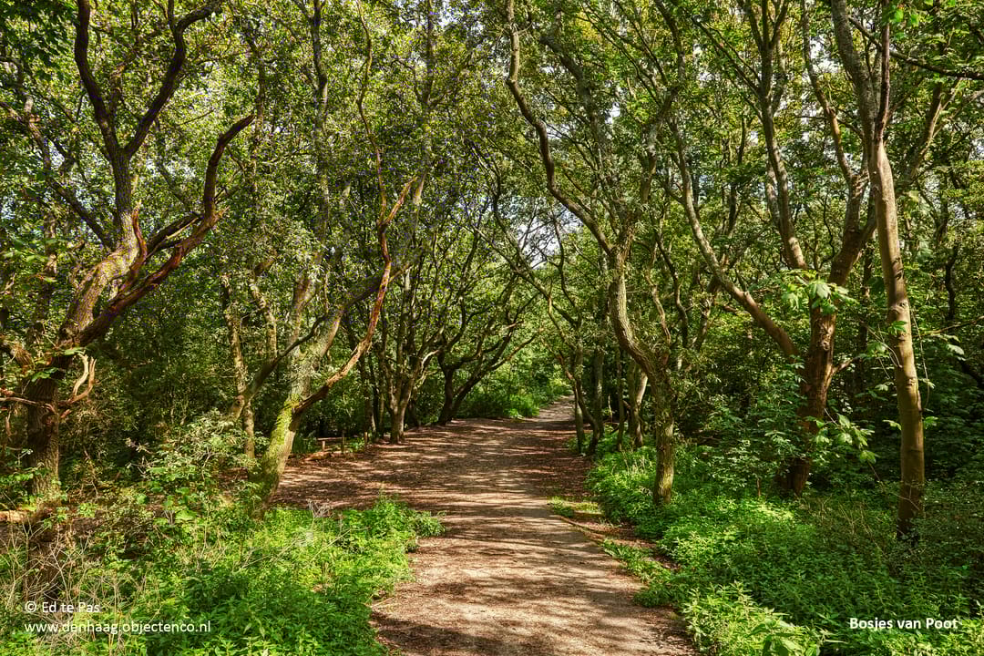 Foto 23 van Van Boetzelaerlaan 43-A