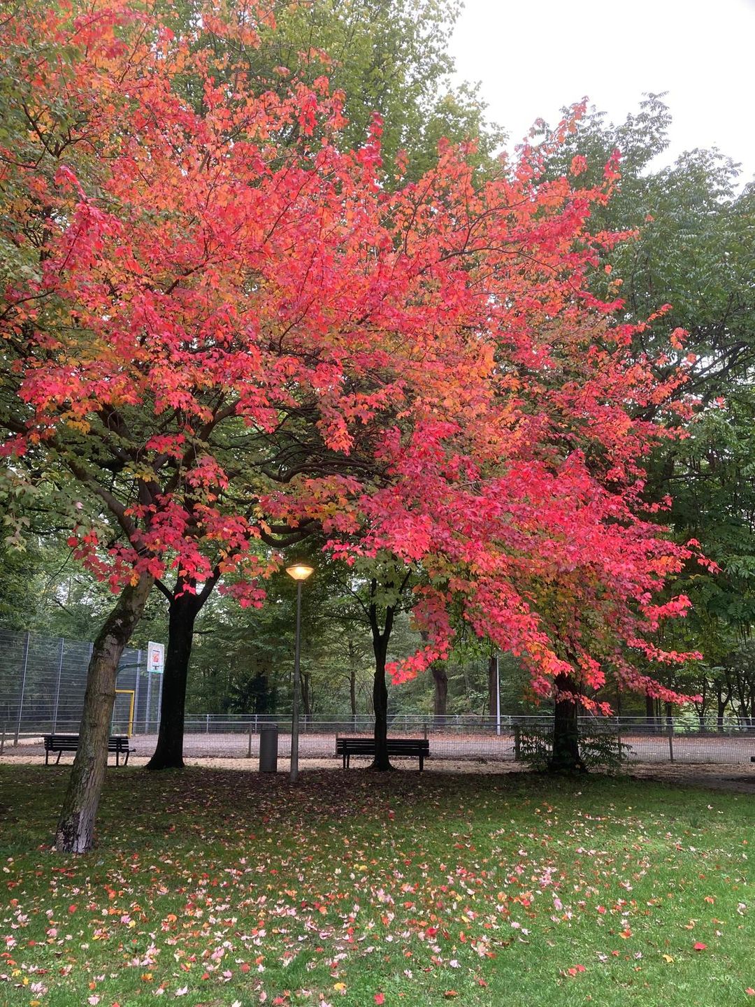 Foto 32 van Amerbos 19