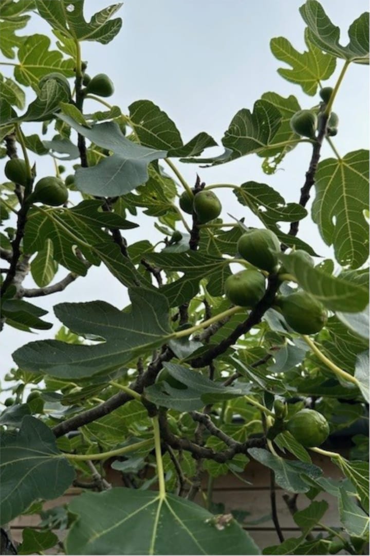 Photo 58 of Zonnelaan 119