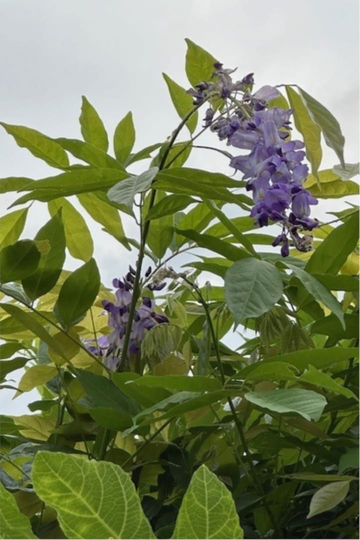 Photo 62 of Zonnelaan 119