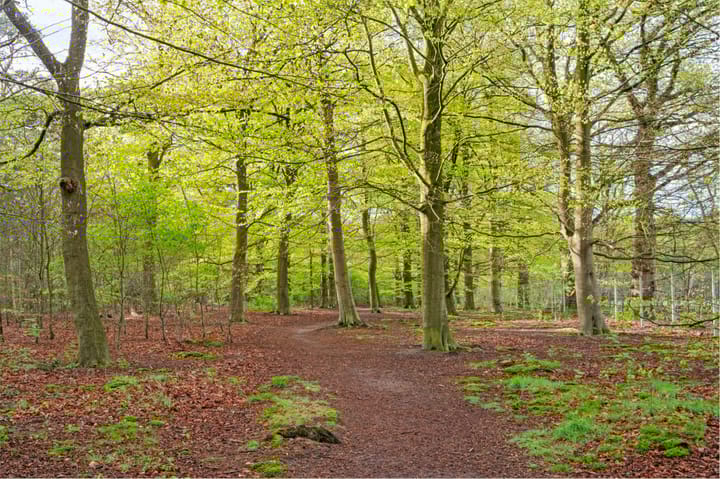 Photo 70 of Zonnelaan 119