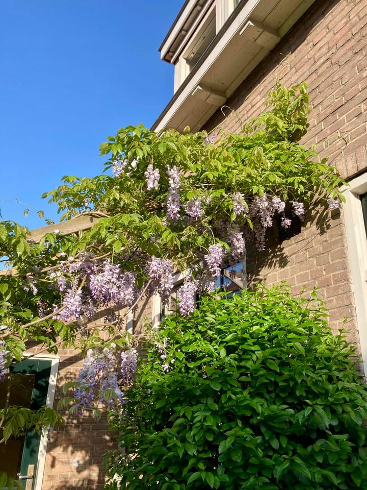 Foto 20 van Borgardijnstraat 4