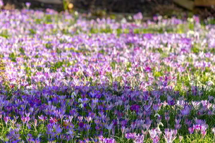 Photo 34 of Nieuweweg 233