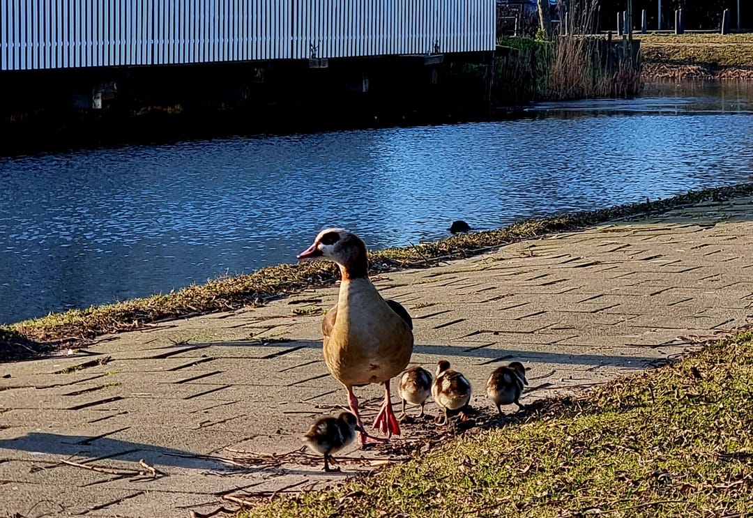 Foto 47 van Van Dijkwater 33