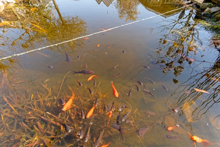 Foto 39 van Enghuizen 1