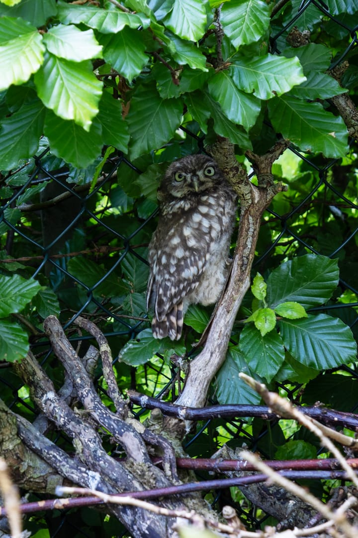 Photo 55 of Werverdijk 18