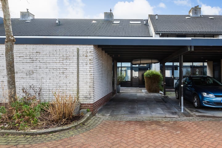 Zwanebloem 54