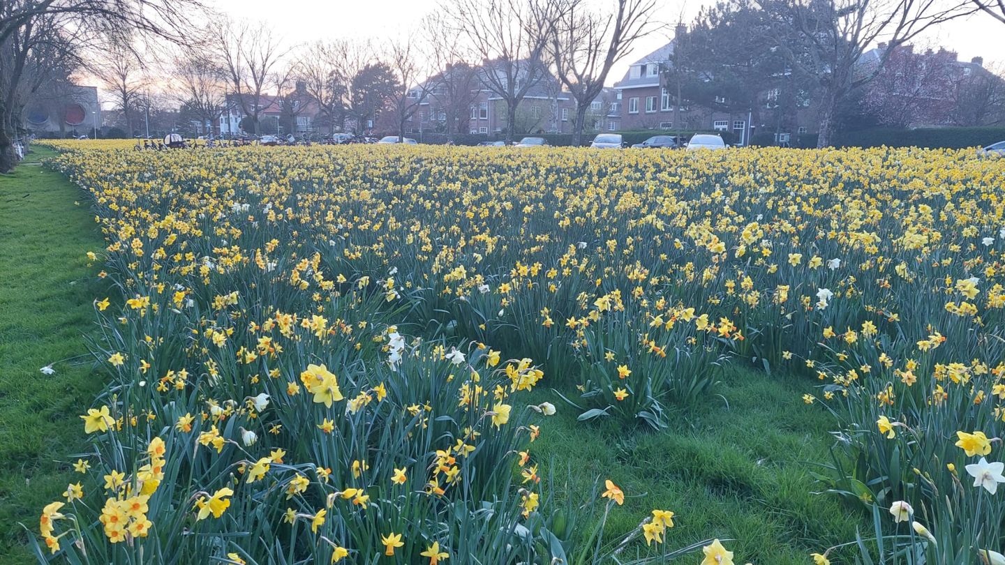 Foto 40 van Sportlaan 520