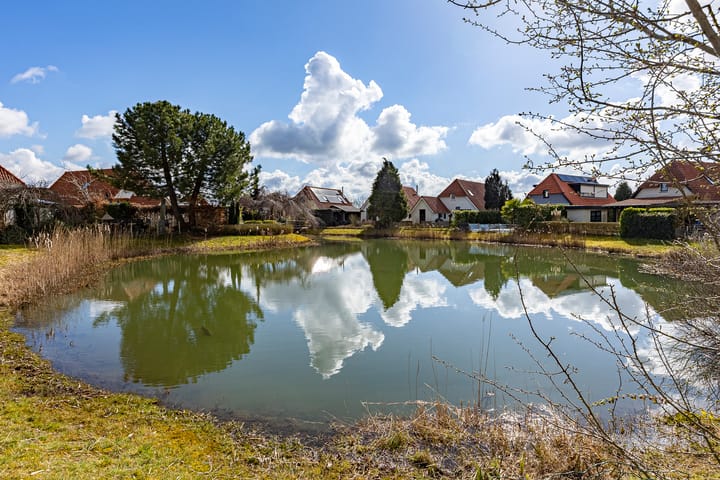 Photo 29 of Meerkoet 66