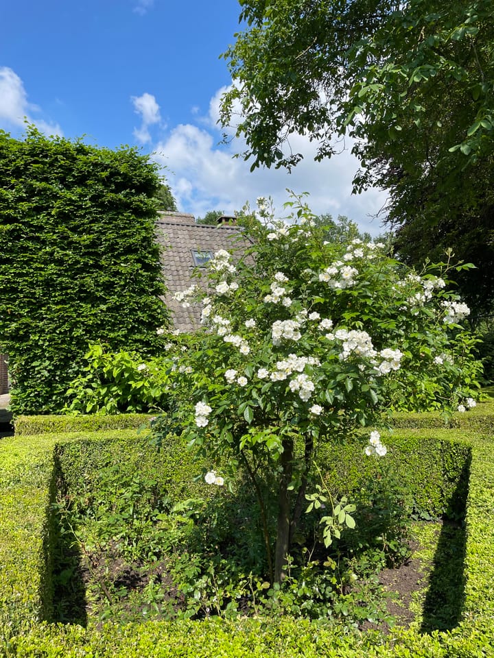 Foto 62 van Wehmestraat 1-A