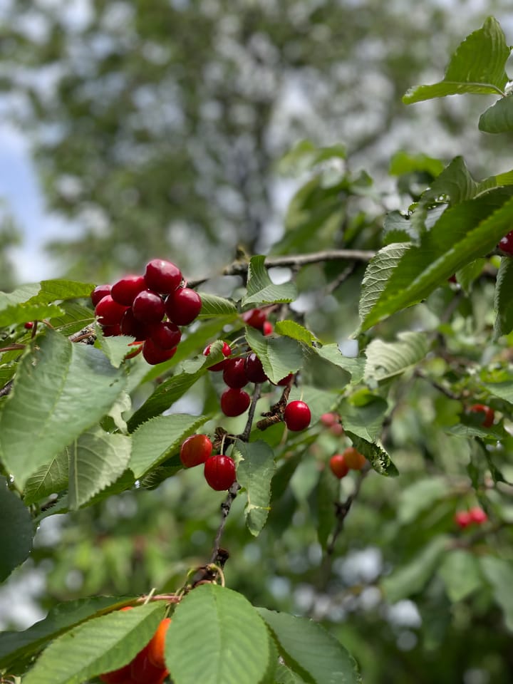 Foto 64 van Wehmestraat 1-A