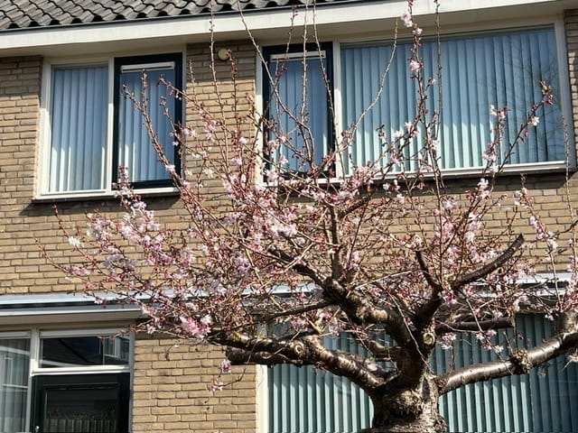 Foto 22 van Egelantierlaan 13