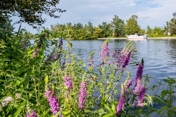 Photo 19 of Herenweg 242-R37