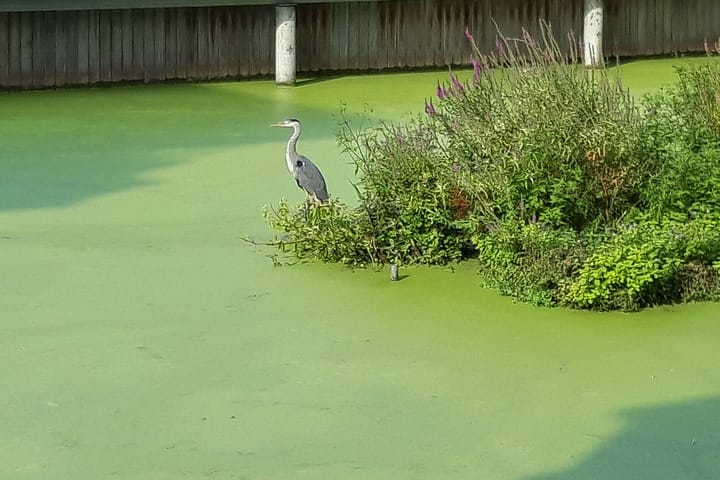 Foto 46 van van Panhuysstraat 1