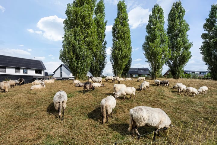 Foto 36 van Paasloostraat 116