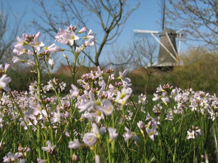 Foto 67 van Molendijk 4