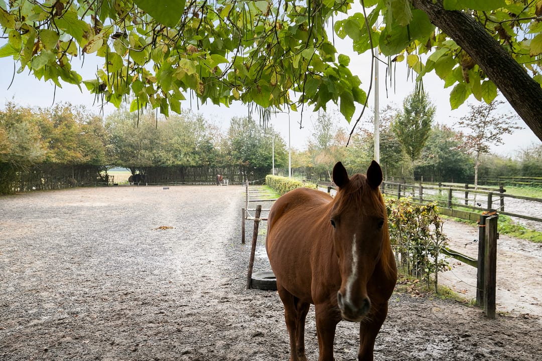 Photo 23 of Wollinghuizerweg 50