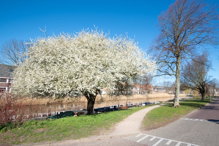 Foto 57 van Anna van Burenstraat 30