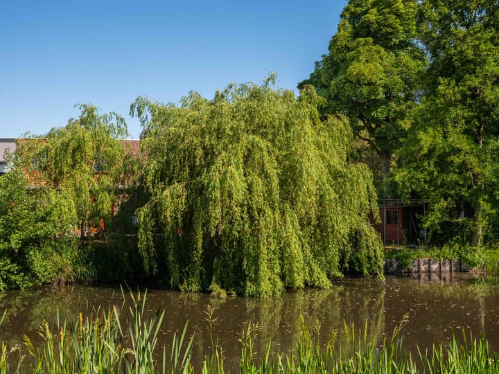 Foto 32 van Monnet-Nes 8