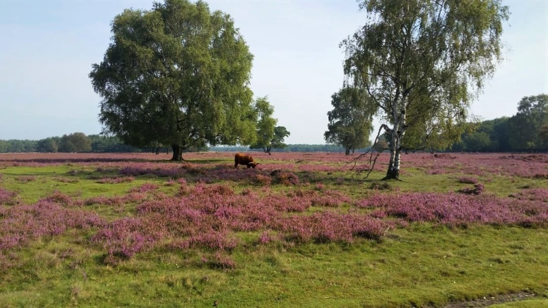 Foto 16 van Beeklaan 33