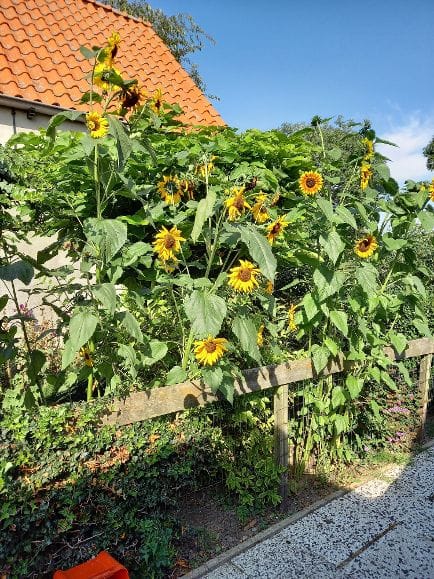 Foto 33 van Stougjesdijk 39