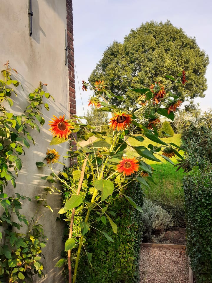 Foto 35 van Stougjesdijk 39