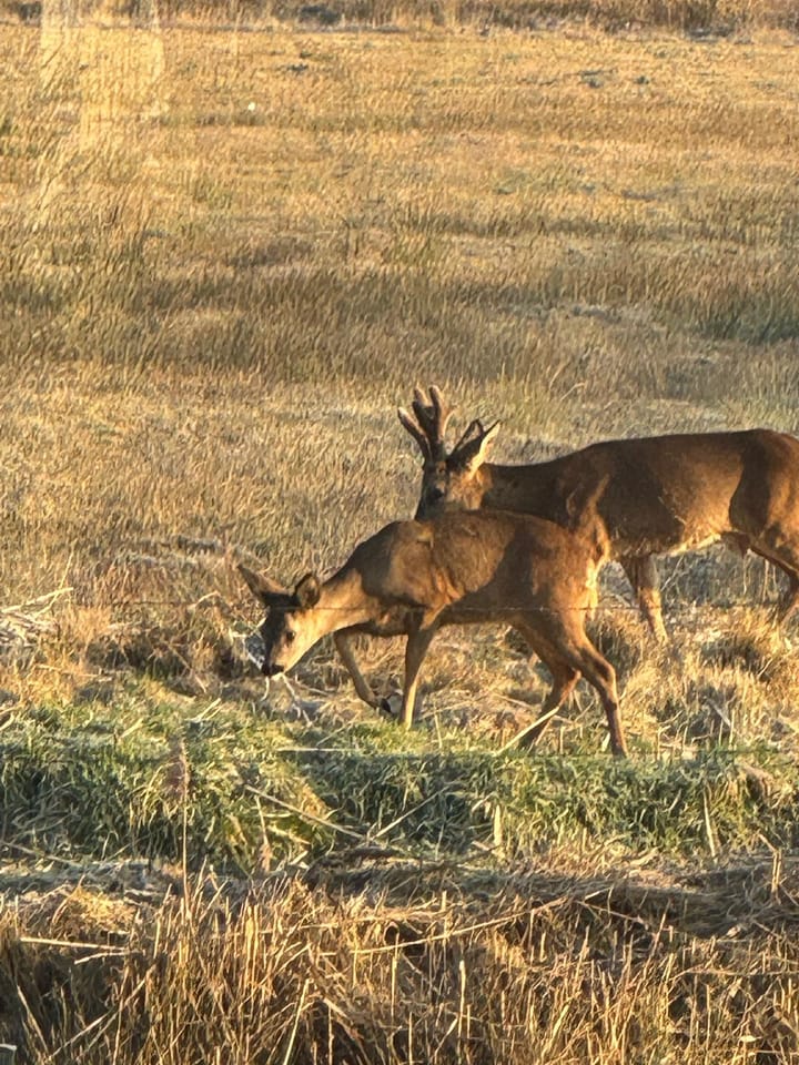 Photo 63 of Heiveld 17