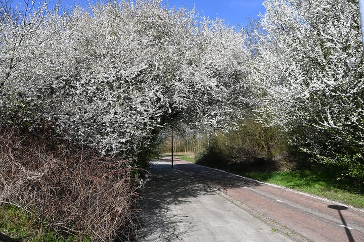 Foto 27 van Wamelplein 54