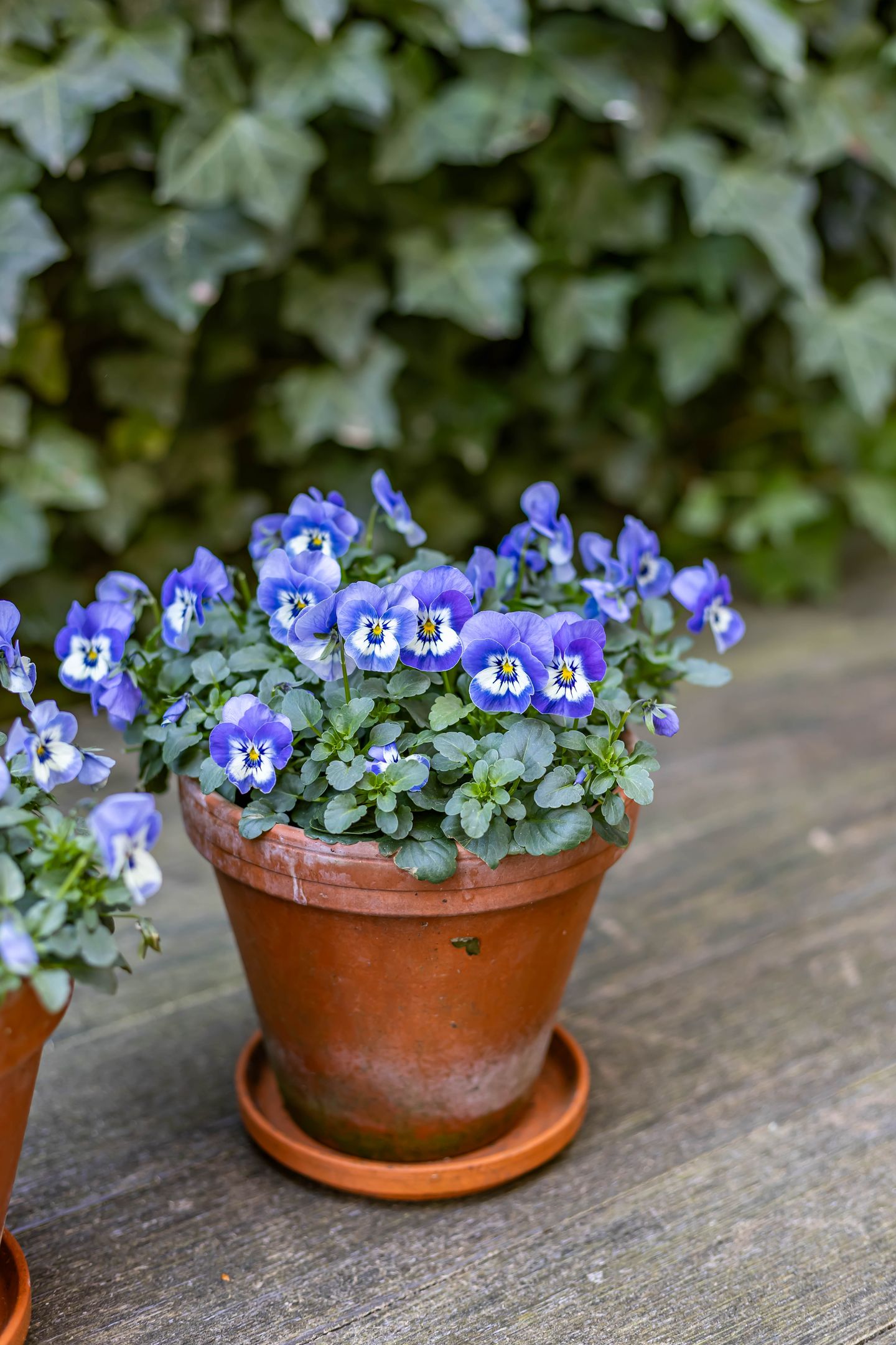 Foto 34 van Paterswoldseweg 15