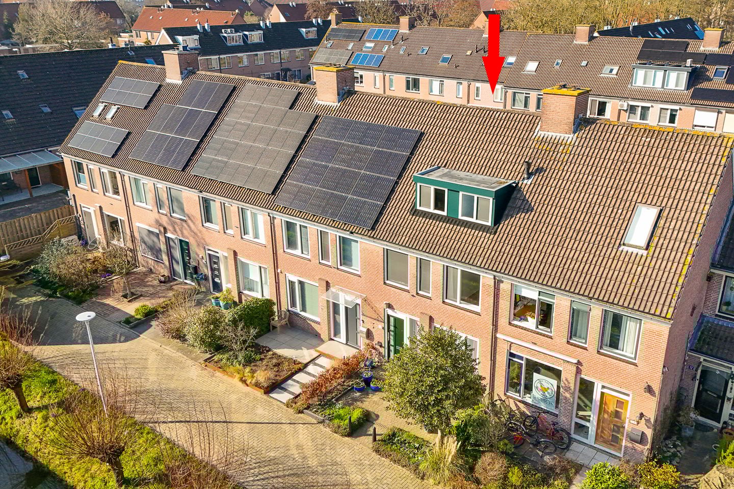 Foto 1 van Penningkruid 16