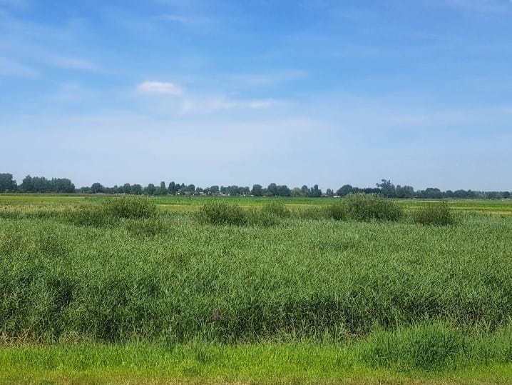 Foto 30 van Boterbloem 24