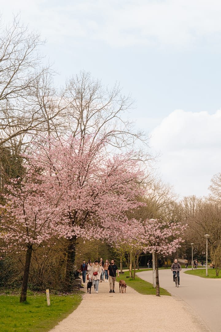 Foto 37 van Brederodestraat 37-H