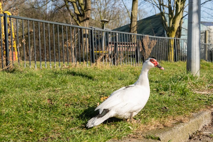 Foto 24 van Gresnigtstraat 27