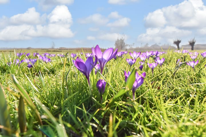 Photo 44 of Holierhoek 30