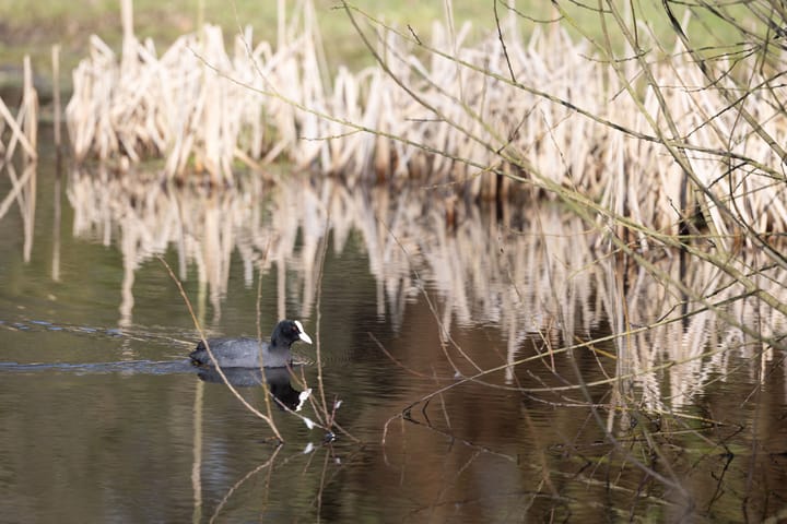 Photo 8 of Bastinglaan 20 Boekelo