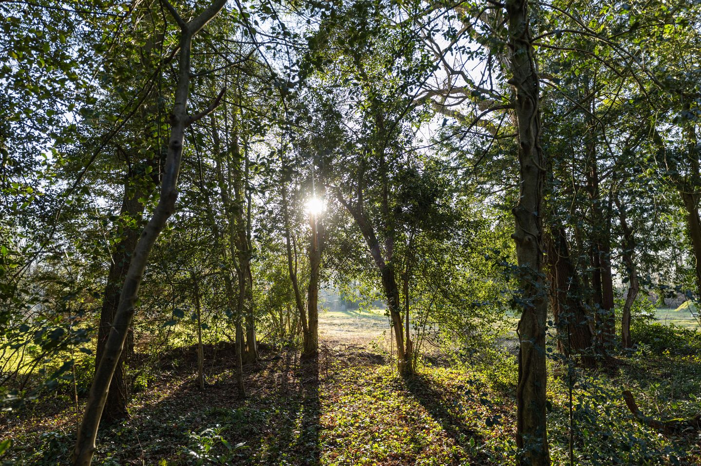 Photo 10 of Bastinglaan 20 Boekelo