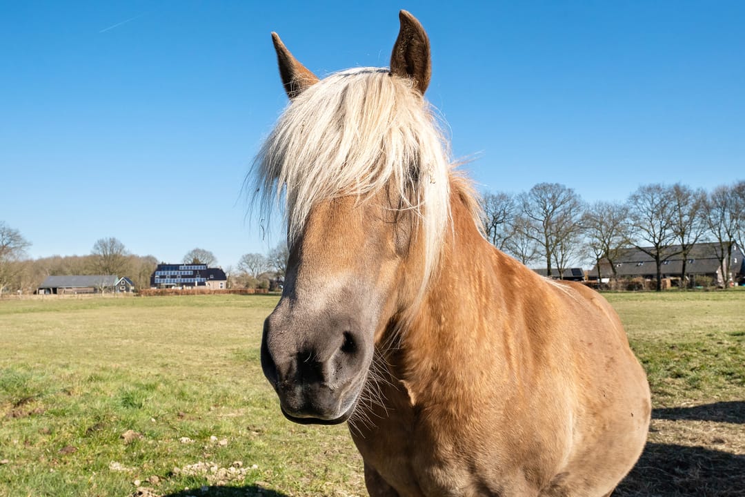 Photo 46 of Landweg 2