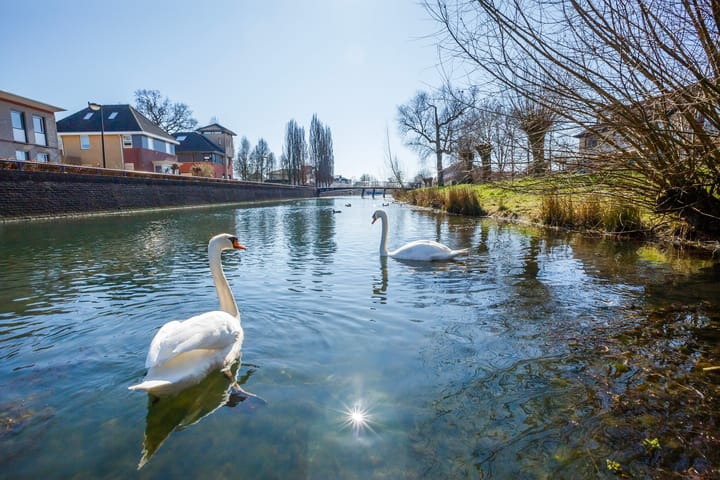 Foto 42 van Bosstraat 49