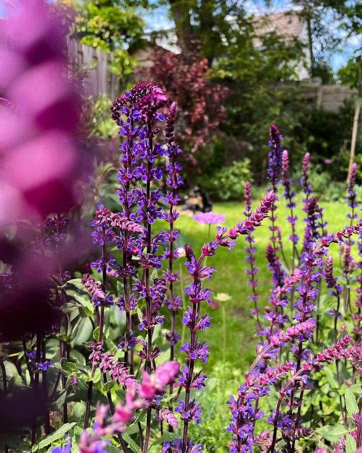 Foto 38 van Berkenlaan 35