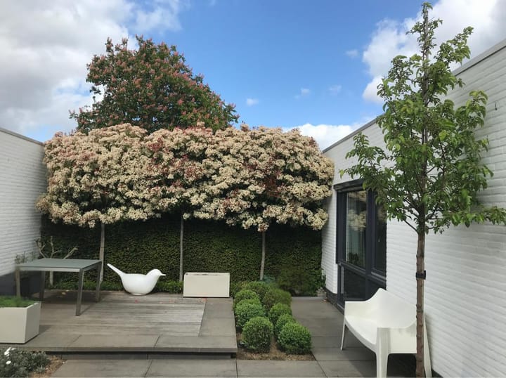 Foto 4 van Klaproos 12